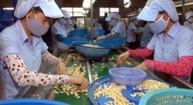 XUẤT KHẨU ĐIỀU NĂM 2016 CÓ THỂ ĐẠT MỨC KỶ LỤC 2,7 TỶ USD