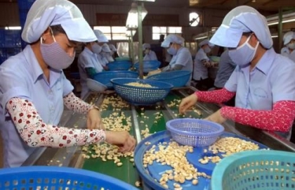 XUẤT KHẨU ĐIỀU NĂM 2016 CÓ THỂ ĐẠT MỨC KỶ LỤC 2,7 TỶ USD