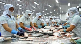 XUẤT KHẨU CÁ TRA SANG TRUNG QUỐC TĂNG MẠNH